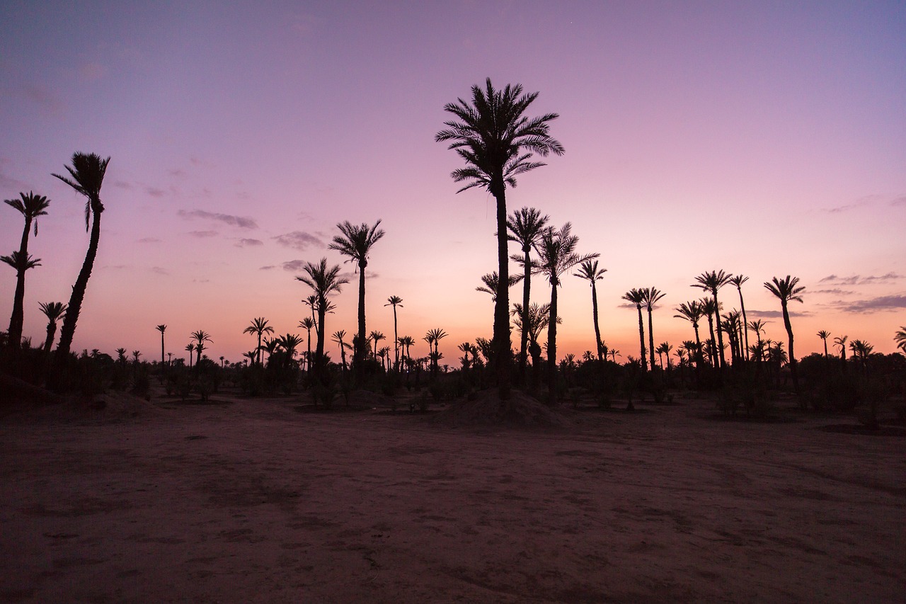 palm trees, palm, sunset-1252435.jpg